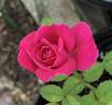 MMCF rose photo