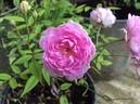 Sweet Fairy rose photo