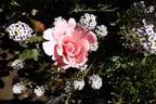 Valentine Heart rose photo