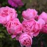 Viking Queen rose photo