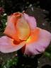 Lincoln Cathedral rose photo