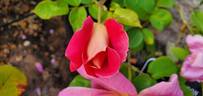 Talisman, Cl. rose photo