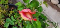 Talisman, Cl. rose photo