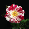 Hurdy Gurdy rose photo