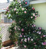Hurdy Gurdy rose photo