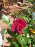 As Good As It Gets rose photo