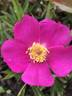 AKA 121.2-18 rose photo