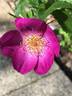 Singularly Beautiful rose photo