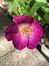 Singularly Beautiful rose photo