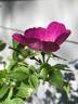 Singularly Beautiful rose photo
