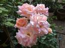 Scentsation rose photo