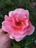 Duquesa de Peñaranda rose photo