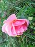 Duquesa de Peñaranda rose photo