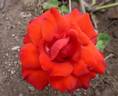Pussta rose photo