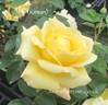 KIRsan rose photo