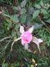 Marie d'Orléans rose photo