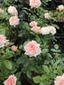Special Friend rose photo