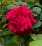 Glamorous Ruffles rose photo