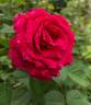 Glamorous Ruffles rose photo
