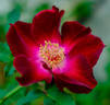 Maroon Eight rose photo