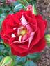 Teeny Bopper™ rose photo