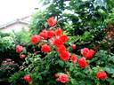 Satellite ® rose photo