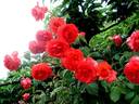 Satellite ® rose photo