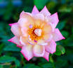 Suntan Beauty ™ rose photo