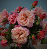 Indian Summer rose photo