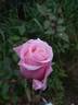 Marie d'Orléans rose photo