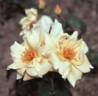 Bertha Kiese rose photo