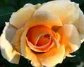 Lucille Ball rose photo
