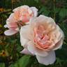 Eifelzauber rose photo