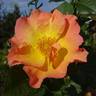 Morden Sunrise rose photo