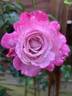 Paradise Found ™ rose photo
