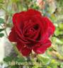 The Papworth Hospital Rose rose photo