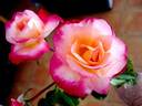 Starion ® rose photo