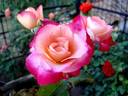 Starion ® rose photo
