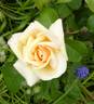 Baxter Beauty rose photo