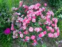 UNICEF-Rose rose photo