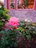 Silver Jubilee ® rose photo