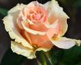 King Kong+ rose photo