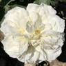 Kronprinzessin Viktoria rose photo