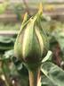 Kronprinzessin Viktoria rose photo