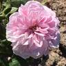 Madame Auguste Charles rose photo