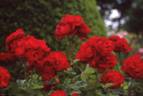 Lilli Marleen, Cl. rose photo