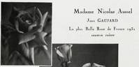 Madame Nicolas Aussel rose photo