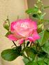 Beautiful Girl rose photo