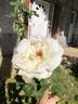 Mount Shasta rose photo