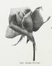 Madame Joseph Perraud rose photo